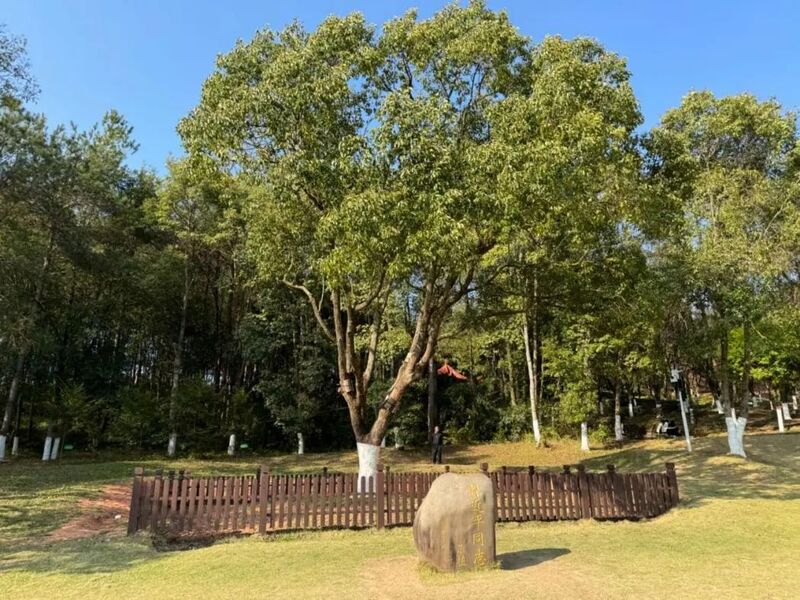 習(xí)近平同志為福建省長汀縣水土保持科教園捐種的香樟樹。圖源：學(xué)習(xí)時(shí)報(bào)